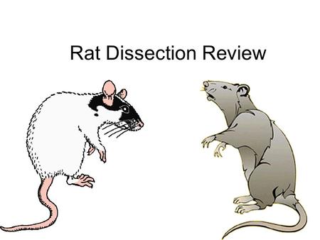 Rat Dissection Review.