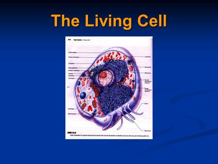 The Living Cell. Cell Theory Cells are the smallest living things Cells are the smallest living things Cells arise from previously Cells arise from previously.