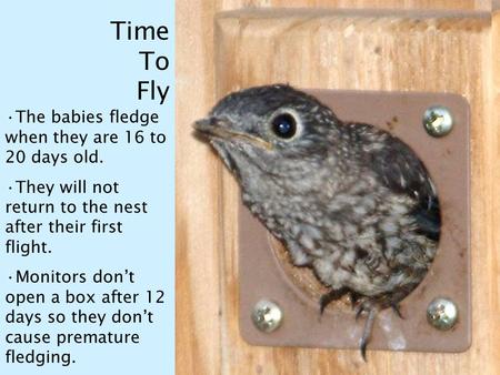 Time To Fly The babies fledge when they are 16 to 20 days old. They will not return to the nest after their first flight. Monitors don’t open a box after.