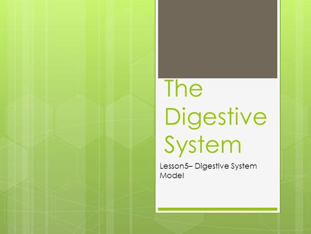 The Digestive System Lesson5– Digestive System Model.