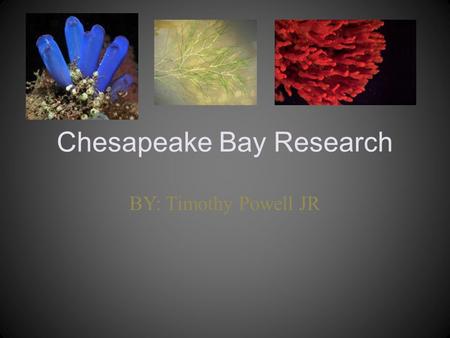 Chesapeake Bay Research BY: Timothy Powell JR. Why is it important to have a variety of living things in the Bay? It is important to have a variety of.