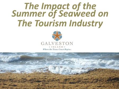The Impact of the Summer of Seaweed on The Tourism Industry.