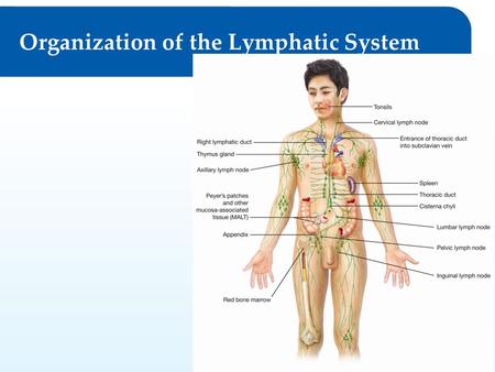 Permission granted to reproduce for educational use only.© Goodheart-Willcox Co., Inc. Organization of the Lymphatic System.