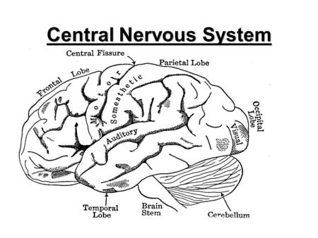1 Central Nervous System. 2 Main parts of the CNS: 1, BRAIN_________________ _________________________ 2, SPINAL CORD _________________________________________.
