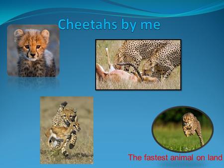 The fastest animal on land. Description Size (weight) Diet Enemies sound Interesting facts.