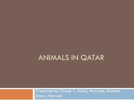 ANIMALS IN QATAR Prepared by Group 1, Arooj, Maryam, Maham, Eman, Nayyab.