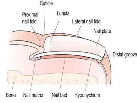 The most commonly reported nail conditions, seen by podiatrists, are: