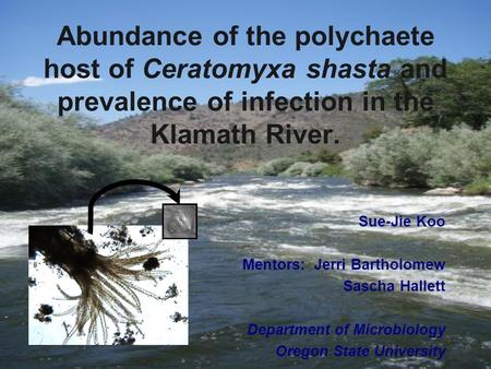 Abundance of the polychaete host of Ceratomyxa shasta and prevalence of infection in the Klamath River. Sue-Jie Koo Mentors: Jerri Bartholomew Sascha Hallett.