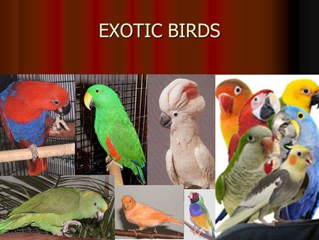 EXOTIC BIRDS.
