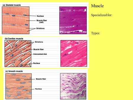 Muscle Specialized for: Types:.