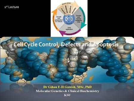 Dr Gihan E-H Gawish, MSc, PhD Molecular Genetics & Clinical Biochemistry KSU Cell Cycle Control, Defects and Apoptosis 1 st Lecture.
