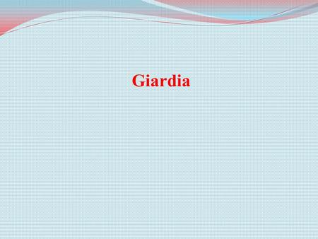 Giardia. Hazard Identification What is Giardia? single-celled flagellate protozoan order Diplomonadida Giardia is a single-celled flagellate protozoan.
