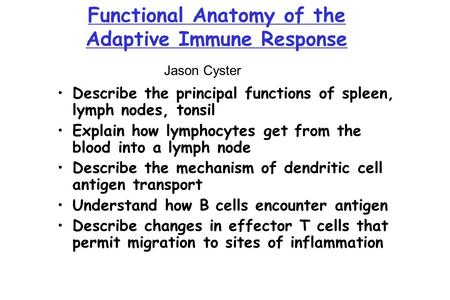 Functional Anatomy of the Adaptive Immune Response Describe the principal functions of spleen, lymph nodes, tonsil Explain how lymphocytes get from the.