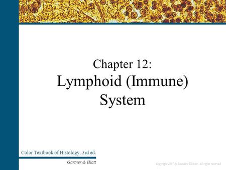 Copyright 2007 by Saunders/Elsevier. All rights reserved. Chapter 12: Lymphoid (Immune) System Color Textbook of Histology, 3rd ed. Gartner & Hiatt Copyright.