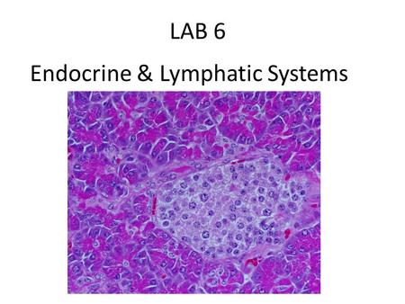Endocrine & Lymphatic Systems LAB 6. Major Endocrine Glands.