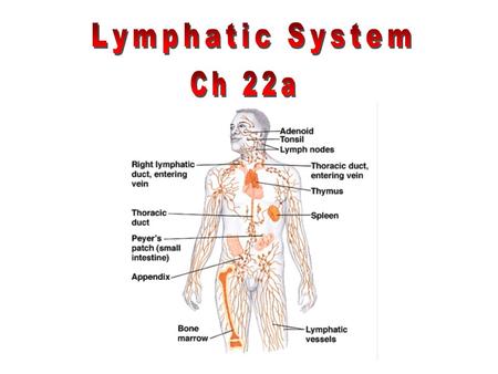 Lymphatic System Ch 22a.