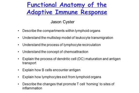 Functional Anatomy of the Adaptive Immune Response