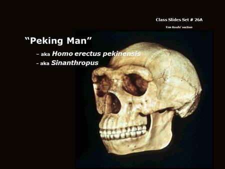 “Peking Man” – aka Homo erectus pekinensis – aka Sinanthropus Class Slides Set # 26A Tim Roufs’ section.