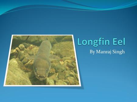By Manraj Singh Introduction Scientific Name: Anguilla Dieffenbachii Maori Name: Tuna The New Zealand Longfin eel are freshwater fishes. They are slender-bodied.