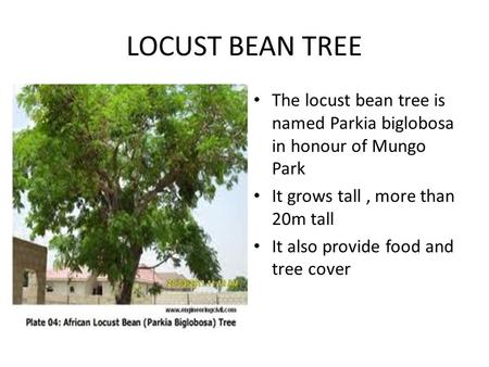 LOCUST BEAN TREE The locust bean tree is named Parkia biglobosa in honour of Mungo Park It grows tall, more than 20m tall It also provide food and tree.