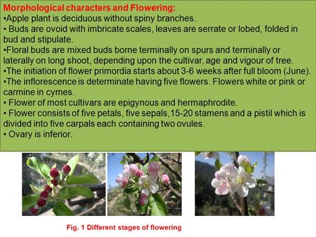 Morphological characters and Flowering: Apple plant is deciduous without spiny branches. Buds are ovoid with imbricate scales, leaves are serrate or lobed,