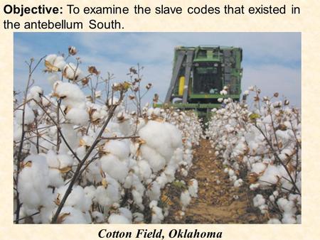 Objective: To examine the slave codes that existed in the antebellum South. Cotton Field, Oklahoma.