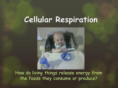 Cellular Respiration How do living things release energy from the foods they consume or produce?