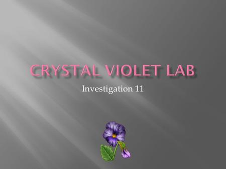 Investigation 11.  Serial dilution  CV will stain skin and clothes  NaOH is a corrosive skin irritant  Wear goggles and aprons  Clean stained glassware.