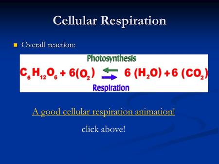 A good cellular respiration animation!