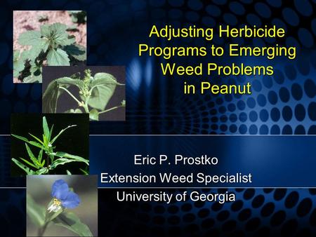 Adjusting Herbicide Programs to Emerging Weed Problems in Peanut Eric P. Prostko Extension Weed Specialist University of Georgia.