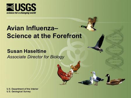 Susan Haseltine Associate Director for Biology U.S. Department of the Interior U.S. Geological Survey Avian Influenza– Science at the Forefront.
