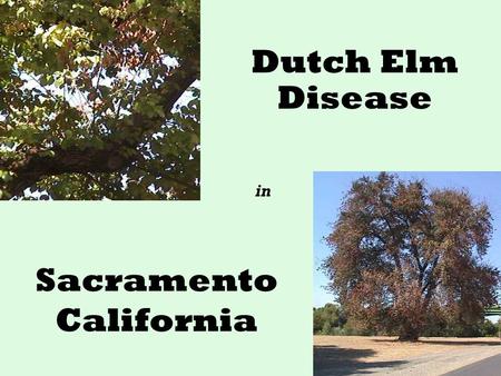 Sacramento California Dutch Elm Disease in. What is Dutch Elm Disease (DED)? DED is caused by a rapidly spreading fungus Invades water conducting system.