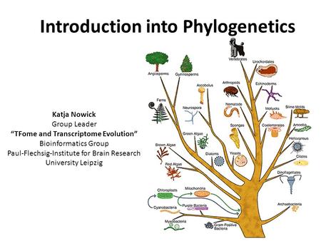 Introduction into Phylogenetics Katja Nowick Group Leader “TFome and Transcriptome Evolution” Bioinformatics Group Paul-Flechsig-Institute for Brain Research.