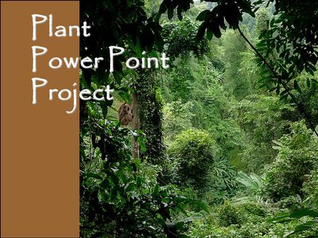 Plant Power Point Project. Power Point Rubric: Exemplary = 4Proficient = 3Progressing = 2Insufficient = 1 Taxonomy In addition to proficiency, includes.