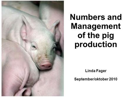 Numbers and Management of the pig production Linda Fager September/oktober 2010.