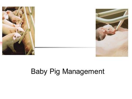Baby Pig Management.