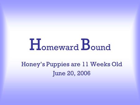 H omeward B ound Honey’s Puppies are 11 Weeks Old June 20, 2006.
