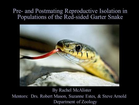 Pre- and Postmating Reproductive Isolation in Populations of the Red-sided Garter Snake By Rachel McAlister Mentors: Drs. Robert Mason, Suzanne Estes,