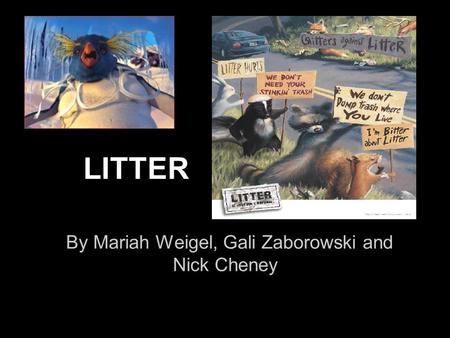 LITTER By Mariah Weigel, Gali Zaborowski and Nick Cheney.