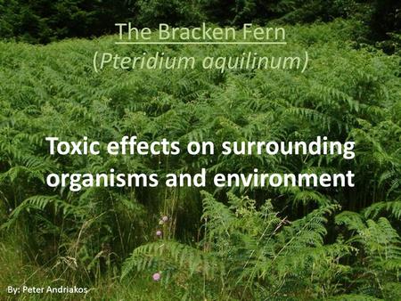 The Bracken Fern (Pteridium aquilinum) Toxic effects on surrounding organisms and environment By: Peter Andriakos.