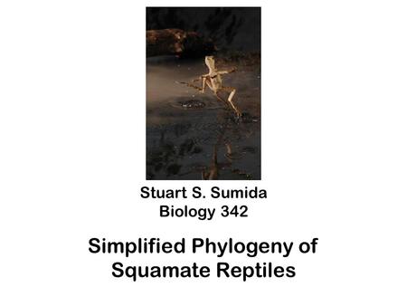 Stuart S. Sumida Biology 342 Simplified Phylogeny of Squamate Reptiles.