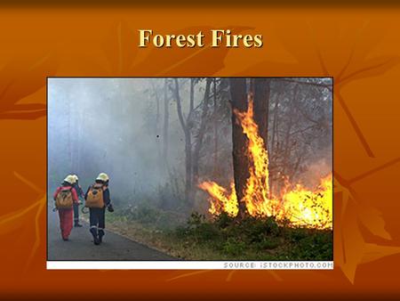 Forest Fires. Surface Fire Burns undergrowth and leaf litter Burns undergrowth and leaf litter.