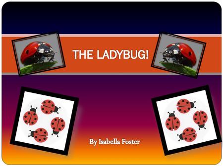 THE LADYBUG! By Isabella Foster.