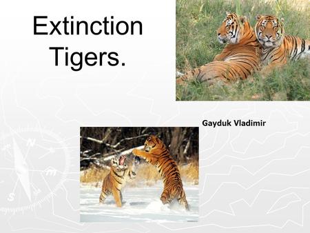 Extinction Tigers. Gayduk Vladimir. ► In XX century, the tiger is included in the IUCN Red List, in the Red Book of Russia, as well as documents of title.