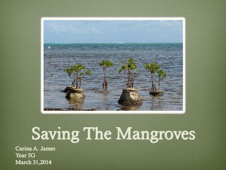 Saving The Mangroves Carina A. James Year 5G March 31,2014.