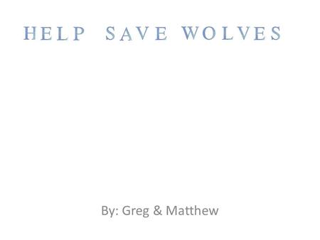 By: Greg & Matthew Conflict with wolves Since wolf habitats are still being destroyed wolves can’t find enough food to eat. Instead they will have to.