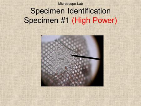 Microscope Lab Specimen Identification Specimen #1 (High Power)