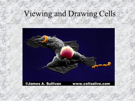 Viewing and Drawing Cells. In this lesson you will: n learn to focus a microscope n learn how to properly label a drawing n learn to calculate magnification.
