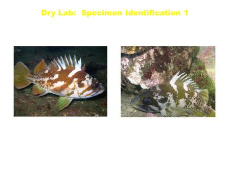 Dry Lab: Specimen Identification 1. Copper S. caurinus Gopher S. carnatus Dry Lab: Specimen Identification 1.