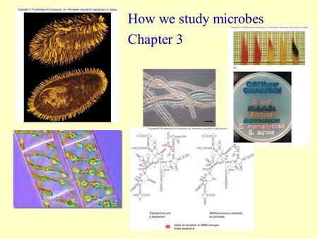 How we study microbes Chapter 3. 2 Small in size 1000 X magnification Most about 200 nm to 1  m Bacteria were the first microorganisms to be studied.